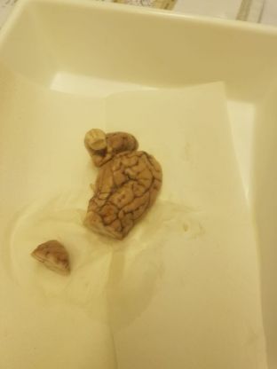 Biokurse arbeiten am Gehirn - 04.JPG
